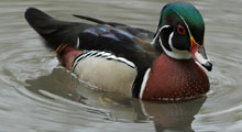 Wood Ducks - Carolina